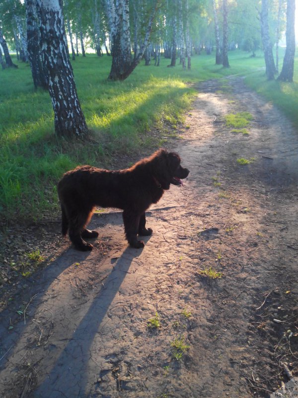 Фото: ньюфаундленд Ayolanta ot Sibirskogo Medvedya (Айоланта от Сибирского Медведя)
