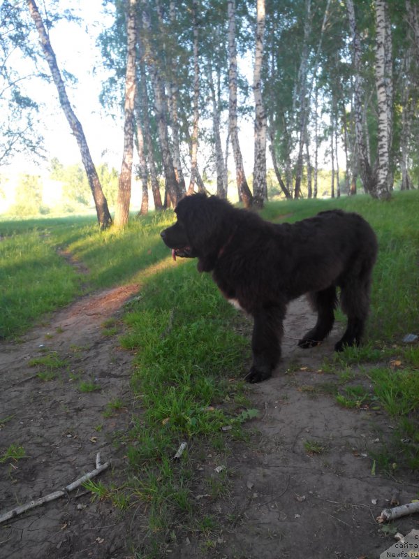 Фото: ньюфаундленд Ayolanta ot Sibirskogo Medvedya (Айоланта от Сибирского Медведя)