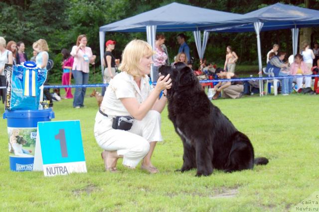 Фото: ньюфаундленд Beguschaya po Volnam Vizantiya de Lyuks (Бегущая по Волнам Византия де Люкс)