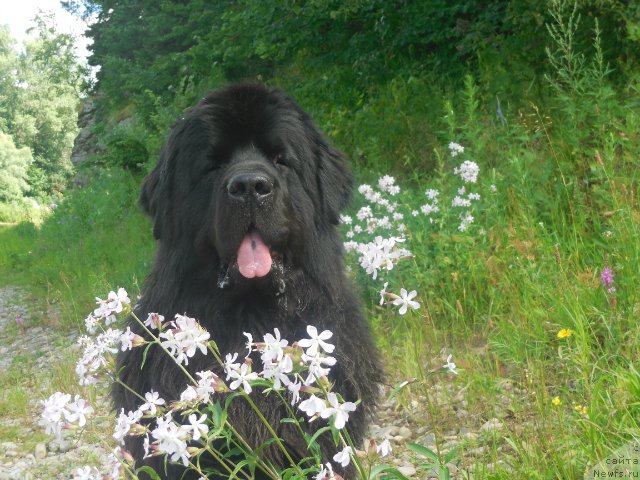 Фотография № 159419