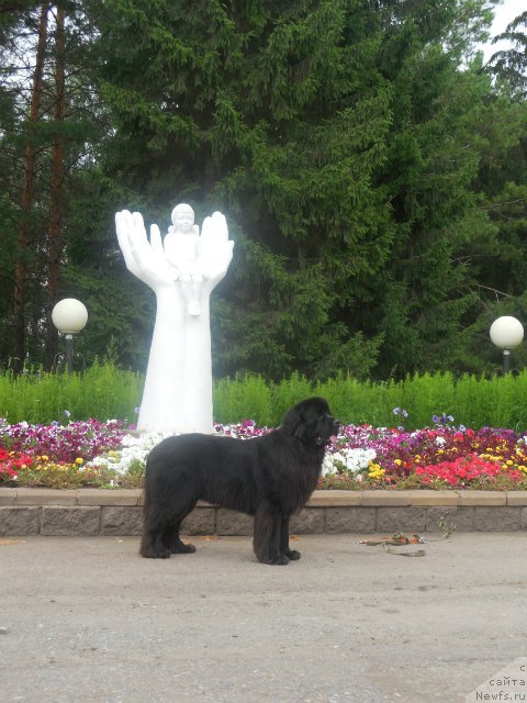 Фото: ньюфаундленд Kiper Soul Layon Hyeert (Кипер Соул Лайон Хэерт)
