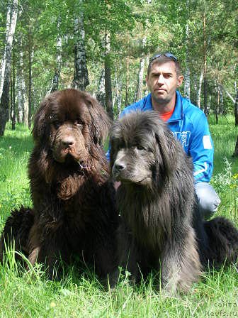 Фото: ньюфаундленд CHernyiy SHarm Amber Best Dog FO Marleon (Черный Шарм Амбер Бест Дог ФО Марлеон), ньюфаундленд Akvamarinovaya Krasotka dlya Marleon (Аквамариновая Красотка для Марлеон)