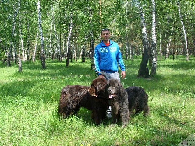 Фото: ньюфаундленд CHernyiy SHarm Amber Best Dog FO Marleon (Черный Шарм Амбер Бест Дог ФО Марлеон), ньюфаундленд Akvamarinovaya Krasotka dlya Marleon (Аквамариновая Красотка для Марлеон)