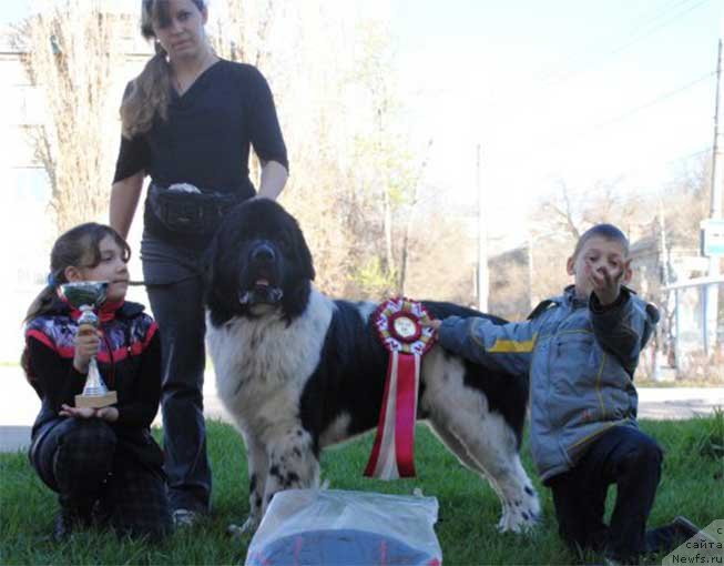 Фото: ньюфаундленд Stepnaya Pal'mira Estestvenno YA Luchshiy (Степная Пальмира Естественно Я Лучший)