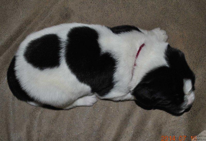 Фото: ньюфаундленд Mag Ispolin Obi-Van Kenobi (Маг Исполин Оби-Ван Кеноби)