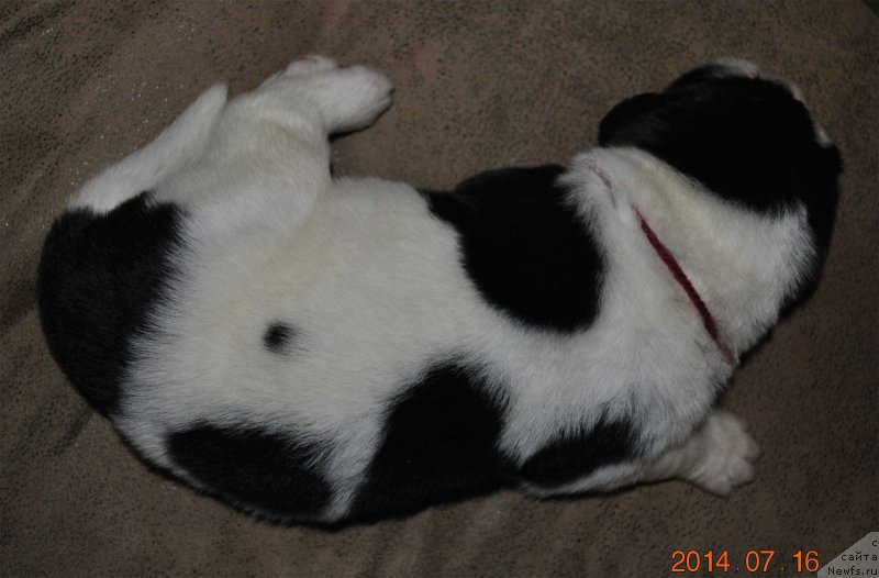 Фото: ньюфаундленд Mag Ispolin Obi-Van Kenobi (Маг Исполин Оби-Ван Кеноби)