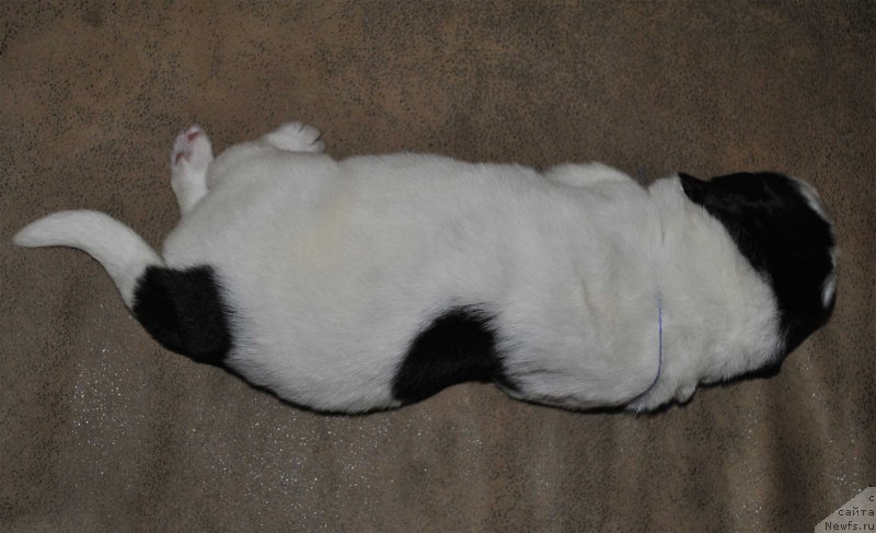 Фото: ньюфаундленд Mag Ispolin Obsidian (Маг Исполин Обсидиан)