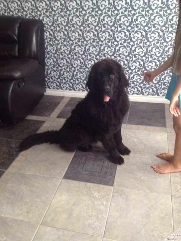 Фото: ньюфаундленд Smigar Tones of Music (Смигар Тоунз ов Мьюзик)