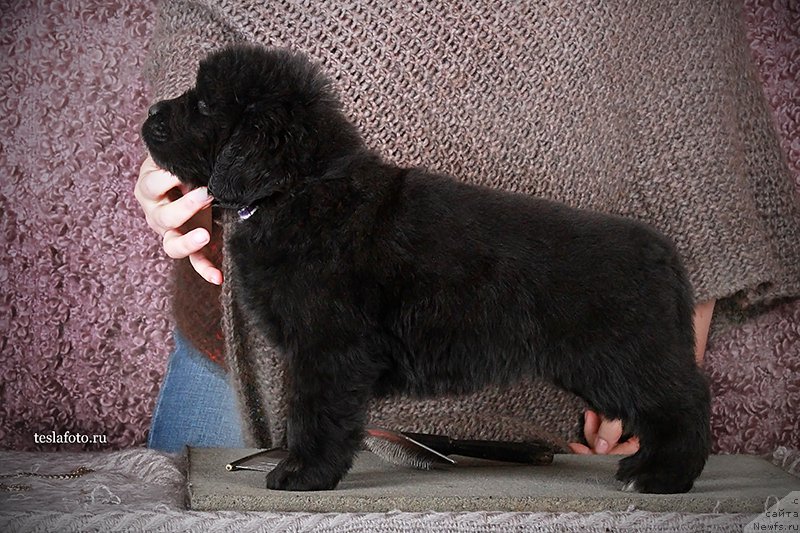 Фото: ньюфаундленд Amazing Grace vom Riesrand