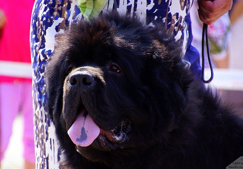 Фотография № 159494