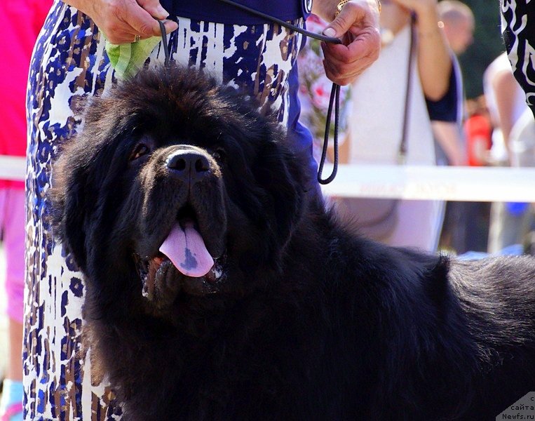 Фото: ньюфаундленд Sent Djons Zhiscar D'Estaing Edmon (Сент Джонс Жискар Д'Эстен Эдмон)