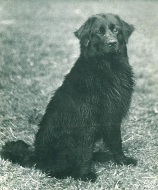 Фото: ньюфаундленд Santa Ju (Санта Жу)