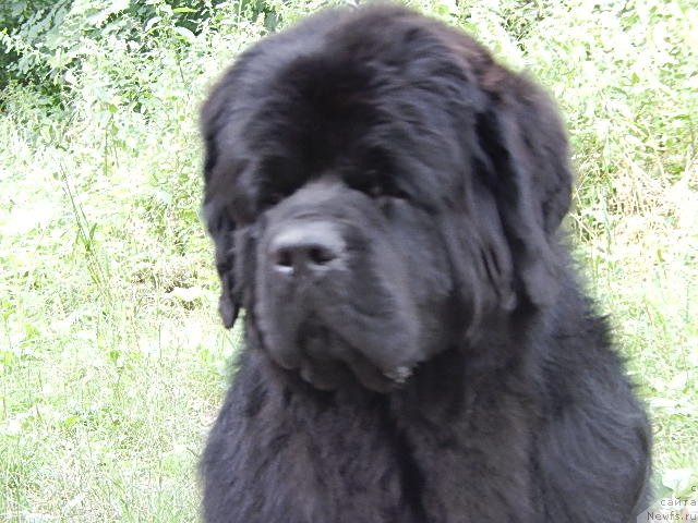 Фото: ньюфаундленд Velyke Malyatko Gimli