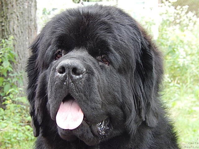 Фото: ньюфаундленд Velyke Malyatko Gimli