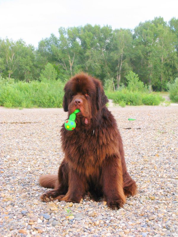 Фото: ньюфаундленд Fakturnyi Frukt s Berega Dona (Фактурный Фрукт с Берега Дона)
