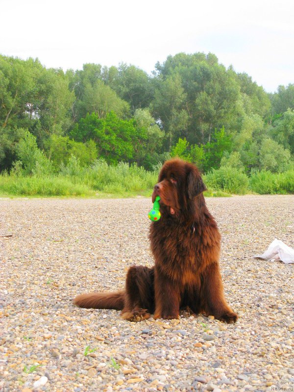 Фото: ньюфаундленд Fakturnyi Frukt s Berega Dona (Фактурный Фрукт с Берега Дона)