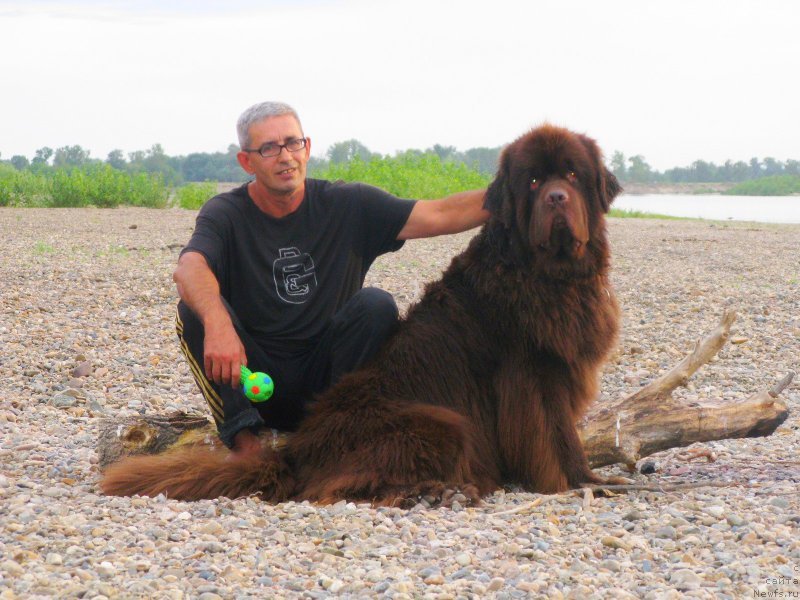 Фото: ньюфаундленд Fakturnyi Frukt s Berega Dona (Фактурный Фрукт с Берега Дона), и 