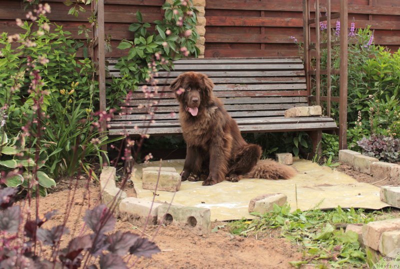 Фото: ньюфаундленд Sverkayuzhaya Gora Mashame (Сверкающая Гора Машаме)