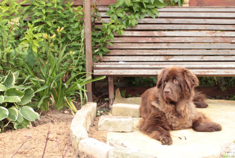 Фото: ньюфаундленд Sverkayuzhaya Gora Mashame (Сверкающая Гора Машаме)