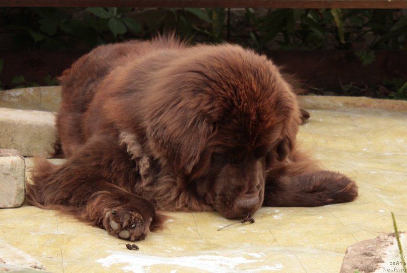 Фото: ньюфаундленд Sverkayuzhaya Gora Mashame (Сверкающая Гора Машаме)