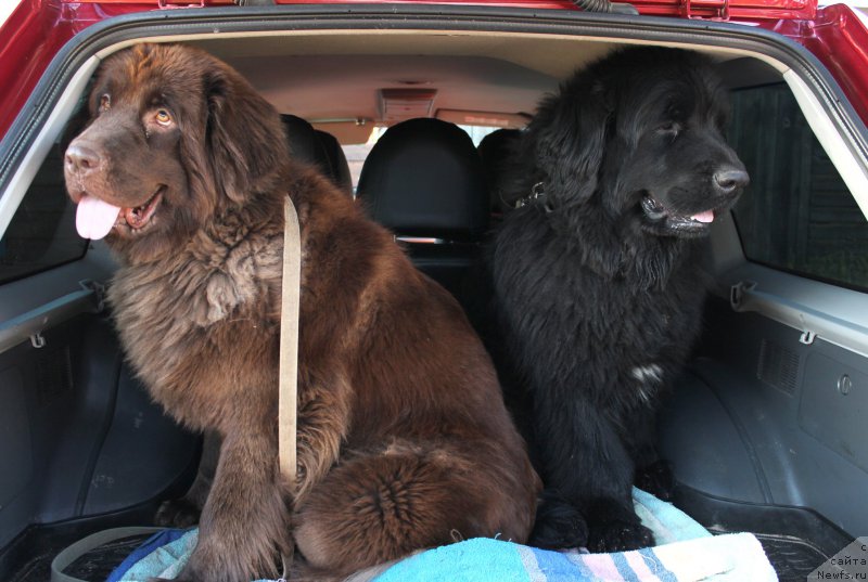 Фото: ньюфаундленд Bonopart Napoleon (Бонопарт Наполеон), ньюфаундленд Sverkayuzhaya Gora Mashame (Сверкающая Гора Машаме)