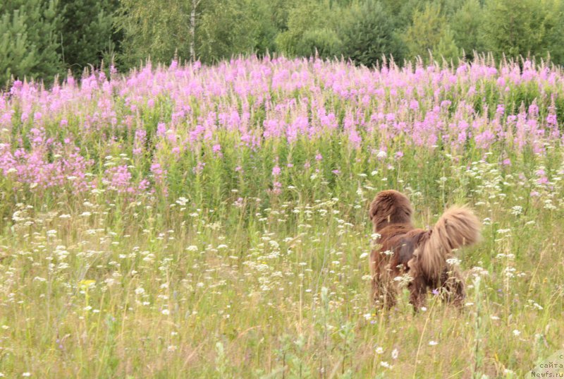Фото: ньюфаундленд Sverkayuzhaya Gora Mashame (Сверкающая Гора Машаме)