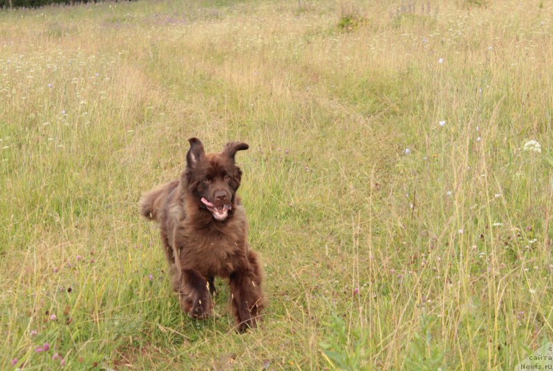 Фото: ньюфаундленд Sverkayuzhaya Gora Mashame (Сверкающая Гора Машаме)