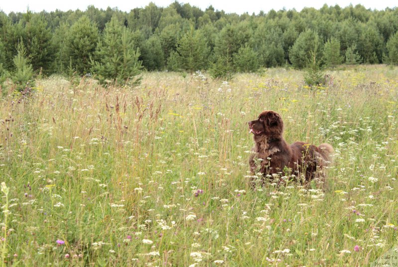 Фото: ньюфаундленд Sverkayuzhaya Gora Mashame (Сверкающая Гора Машаме)