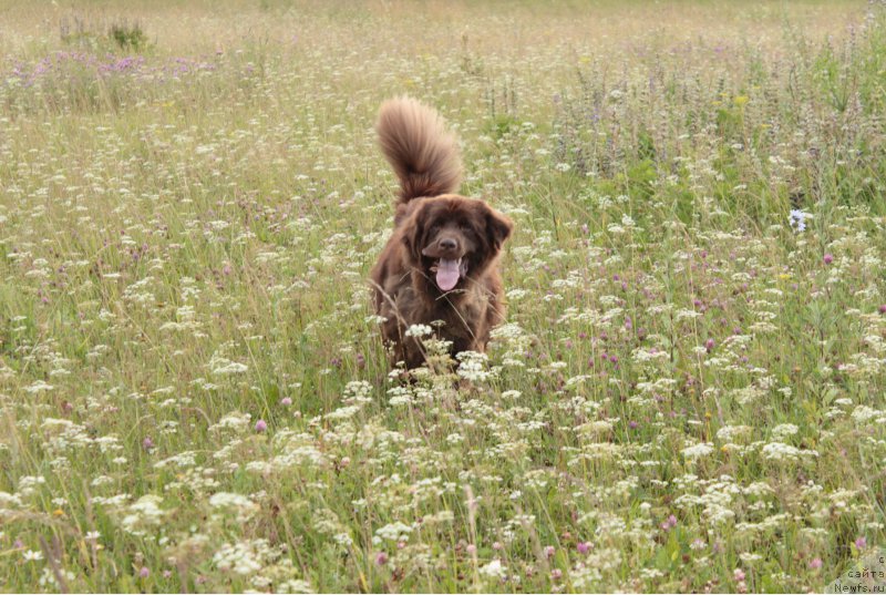 Фото: ньюфаундленд Sverkayuzhaya Gora Mashame (Сверкающая Гора Машаме)