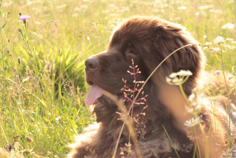 Фото: ньюфаундленд Sverkayuzhaya Gora Mashame (Сверкающая Гора Машаме)