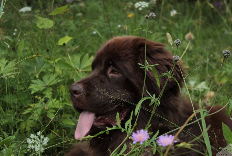 Фото: ньюфаундленд Sverkayuzhaya Gora Mashame (Сверкающая Гора Машаме)