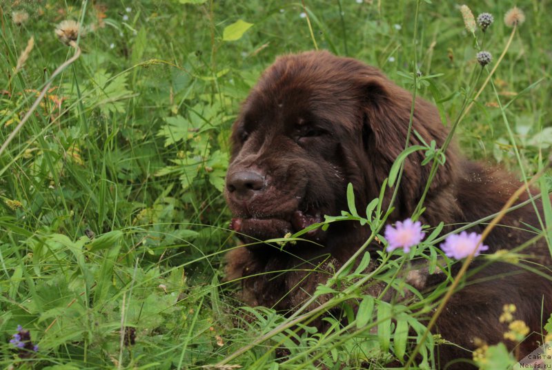 Фото: ньюфаундленд Sverkayuzhaya Gora Mashame (Сверкающая Гора Машаме)