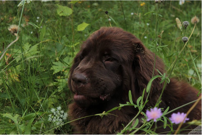 Фото: ньюфаундленд Sverkayuzhaya Gora Mashame (Сверкающая Гора Машаме)