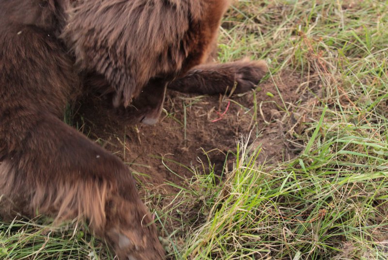 Фото: ньюфаундленд Sverkayuzhaya Gora Mashame (Сверкающая Гора Машаме)