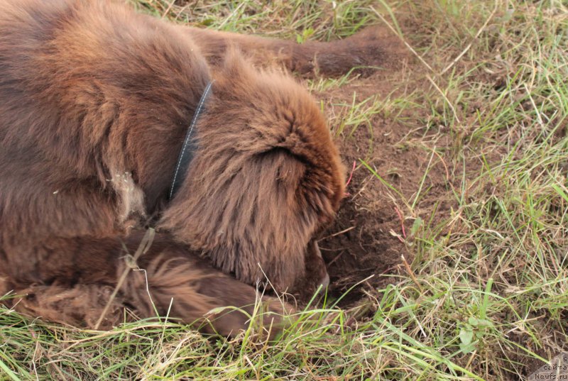 Фото: ньюфаундленд Sverkayuzhaya Gora Mashame (Сверкающая Гора Машаме)
