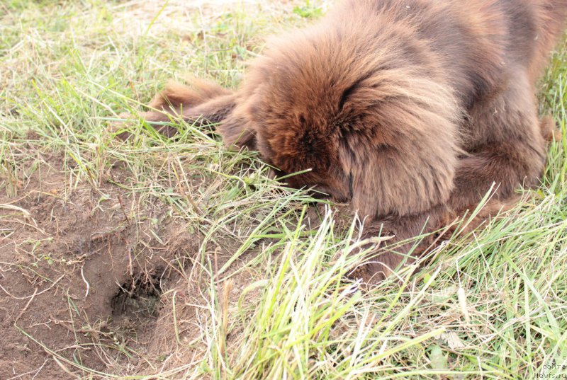 Фото: ньюфаундленд Sverkayuzhaya Gora Mashame (Сверкающая Гора Машаме)