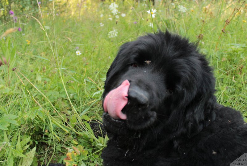 Фото: ньюфаундленд Bonopart Napoleon (Бонопарт Наполеон)