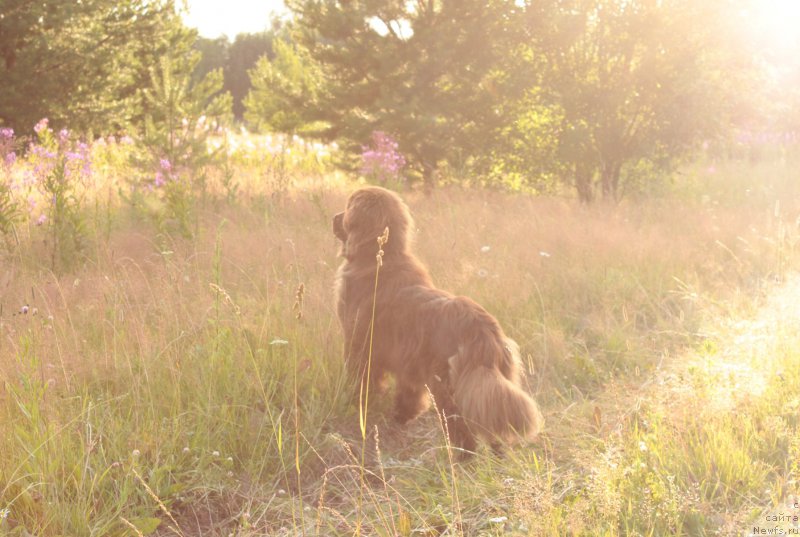 Фото: ньюфаундленд Sverkayuzhaya Gora Mashame (Сверкающая Гора Машаме)