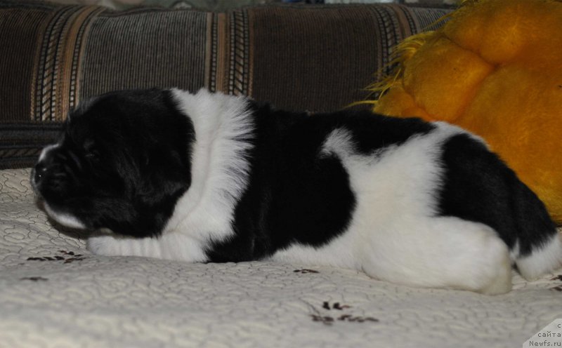 Фото: ньюфаундленд Mag Ispolin Onega (Маг Исполин Онега)