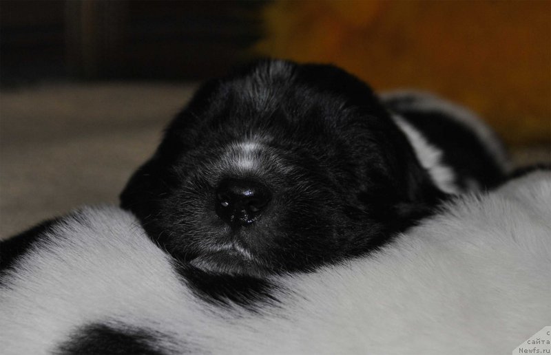 Фото: ньюфаундленд Mag Ispolin Onega (Маг Исполин Онега)