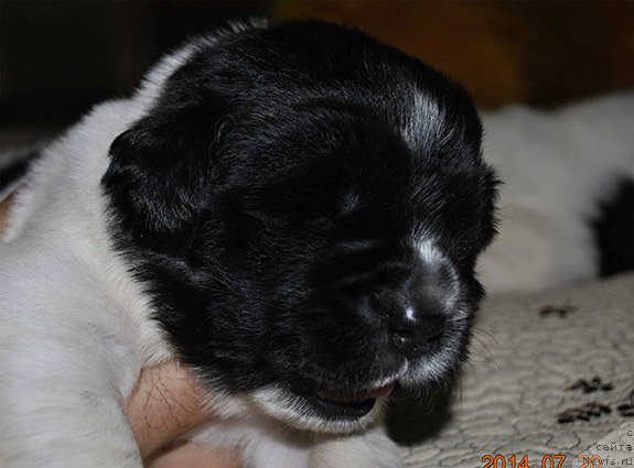 Фото: ньюфаундленд Mag Ispolin Onega (Маг Исполин Онега)