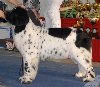 Фото: ньюфаундленд Skazochnaya Kroha Prelestnaya Blondi (Сказочная Кроха Прелестная Блонди)