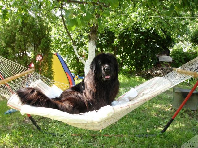 Фото: ньюфаундленд CHansi iz Zolotogo Treugol'nika (Чанси из Золотого Треугольника)