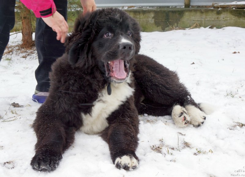 Фото: ньюфаундленд Sapphire King of My Heart (Саппхире Кинг оф Му Хеарт)