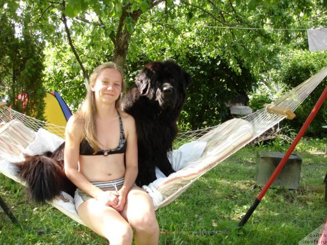 Фото: ньюфаундленд CHansi iz Zolotogo Treugol'nika (Чанси из Золотого Треугольника)