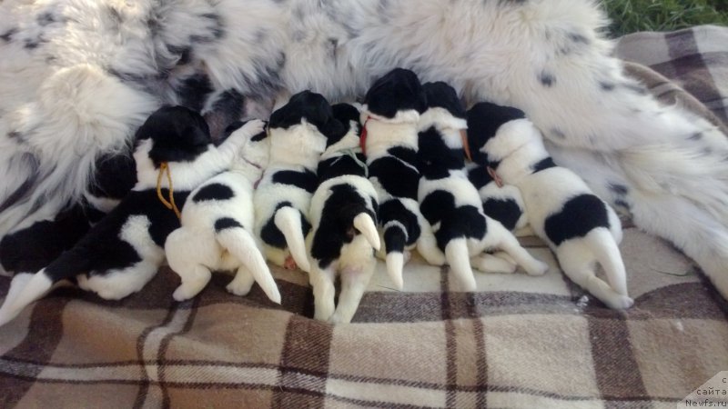 Фото: ньюфаундленд Skazochnaya Kroha Prelestnaya Blondi (Сказочная Кроха Прелестная Блонди), ньюфаундленд Skazochnaya Kroha SHampan' (Сказочная Кроха Шампань)