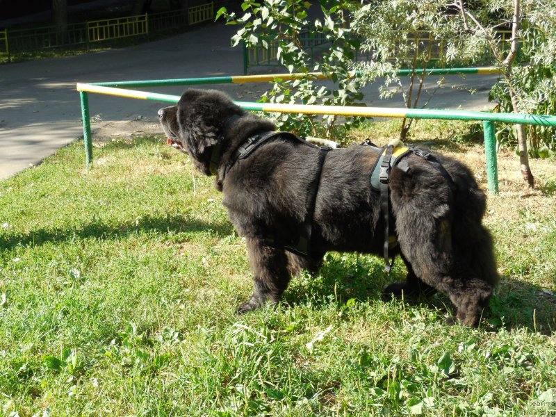 Фотография № 159588