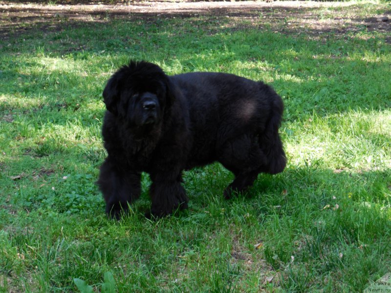 Фото: ньюфаундленд Nijumast Nadin Nimfa Chernogo Ozera (Ньюмаст Надин Нимфа Черного Озера)