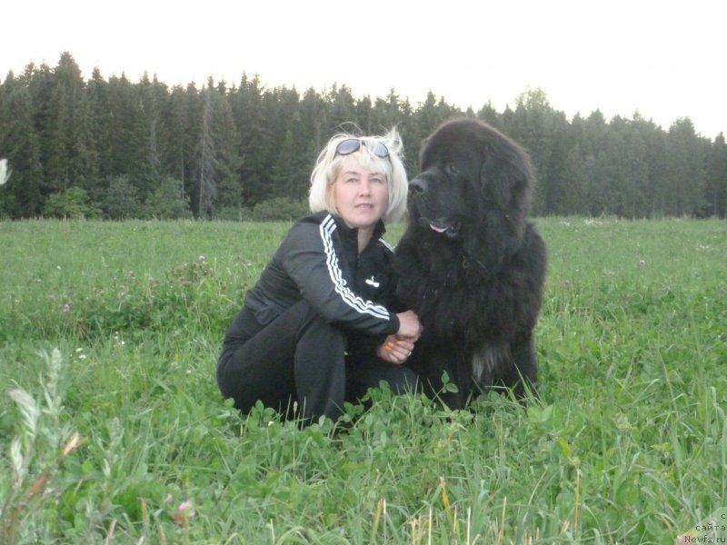 Фото: ньюфаундленд Na Grebne Volnyi Korolevskiy Syin (На Гребне Волны Королевский Сын)