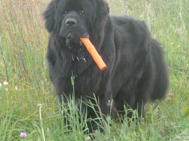 Фото: ньюфаундленд Na Grebne Volnyi Korolevskiy Syin (На Гребне Волны Королевский Сын)